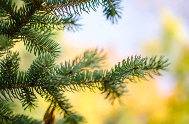 Dal, sarı bokeh arka plan ile seçici odak Çam iğneleri