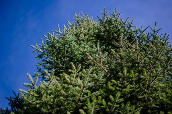 Mavi Gökyüzü Karşı Büyük Çam Ağacı — Stok fotoğraf