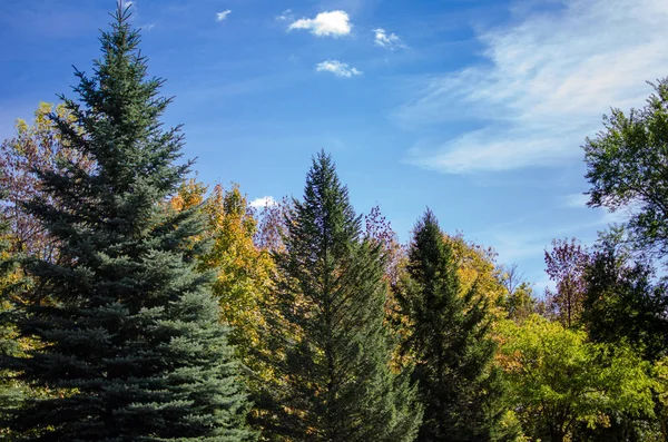 Hauts Arbres Automne Pins Contre Ciel Bleu Vif Avec Des — Photo