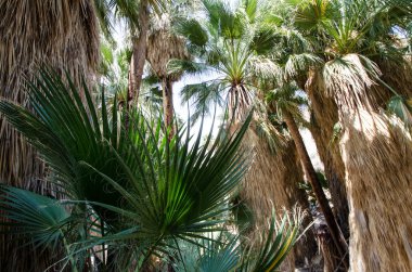 Palm Springs California'da Coachella Valley yakınındaki Hint kanyonlar fan palmiye ağaçlarında