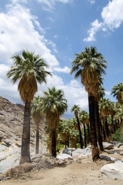 Fan palmiye ağaçları Palm Springs California'da Coachella Valley yakınındaki Hint kanyonlar kayalık peyzaj
