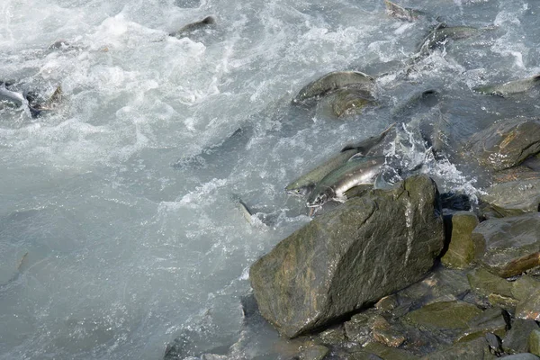 Somon balığı akıntıya karşı Valdez'in Alaska'da Ağustos somon sırasında yüzme