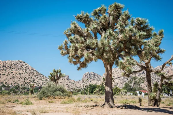 Giant Joshua Tree Pioneertown California — Stock Photo, Image