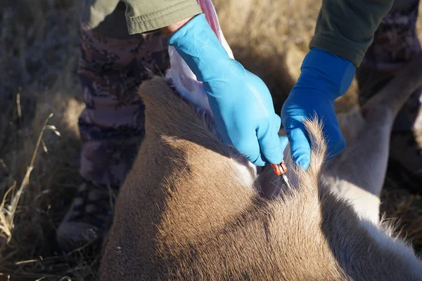 Cacciatore Cervi Pulisce Cervo Ucciso Sul Campo Prepararlo Alla Lavorazione — Foto Stock