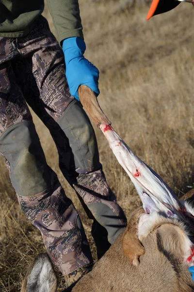 Deer Hunter Rengör Dödade Rådjur Fältet För Att Förbereda Den — Stockfoto