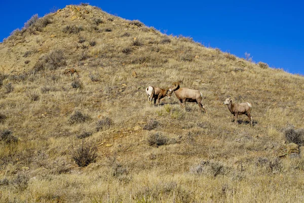 Två Bighorn Sheep Rams Börja Slåss Över Ett Ewe Får — Stockfoto
