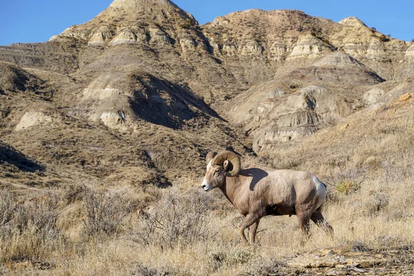 Muž Beran Ovce Tlustorohá Pohledy Kamery Jako Chodí Přijata Montaně — Stock fotografie