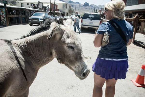 Maja 2018 Oatman Arizona Kobiety Turystyczne Kanałów Dziki Burro Ulicach — Zdjęcie stockowe