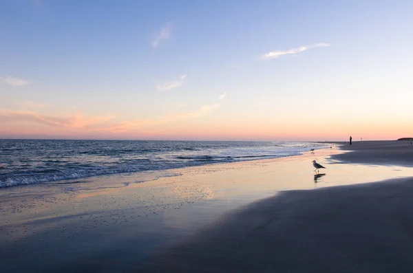 Seagull Chodí Pláži Tybee Island Gruzie Při Západu Slunce — Stock fotografie