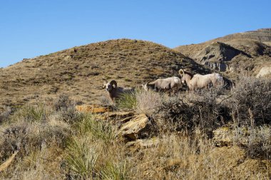 Montana bir çöl çayır Bigshorn koyun