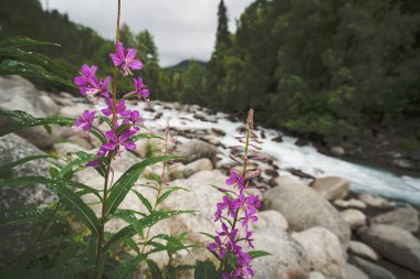 Küçük Susitna nehir dere akıyor büyük kayalar ve taşlar Alaska Hatcher Pass bulutlu bir günde, fireweed ön planda boyunca