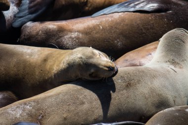 Deniz aslanları Pier 39 San Francisco Dock üzerinde