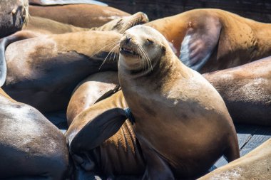 Pier 39 San Francisco Dock üzerinde bir deniz aslanı