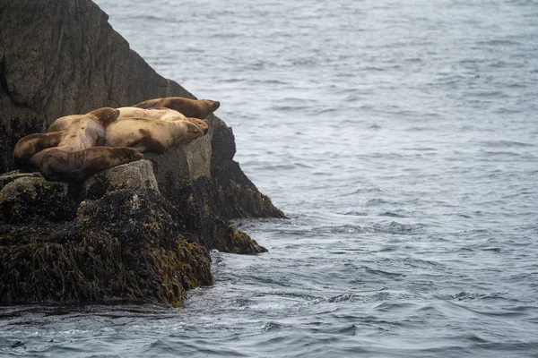 Leões Marinhos Estelares Que Debruçam Sobre Rochas Baía Ressurreição Parque — Fotografia de Stock