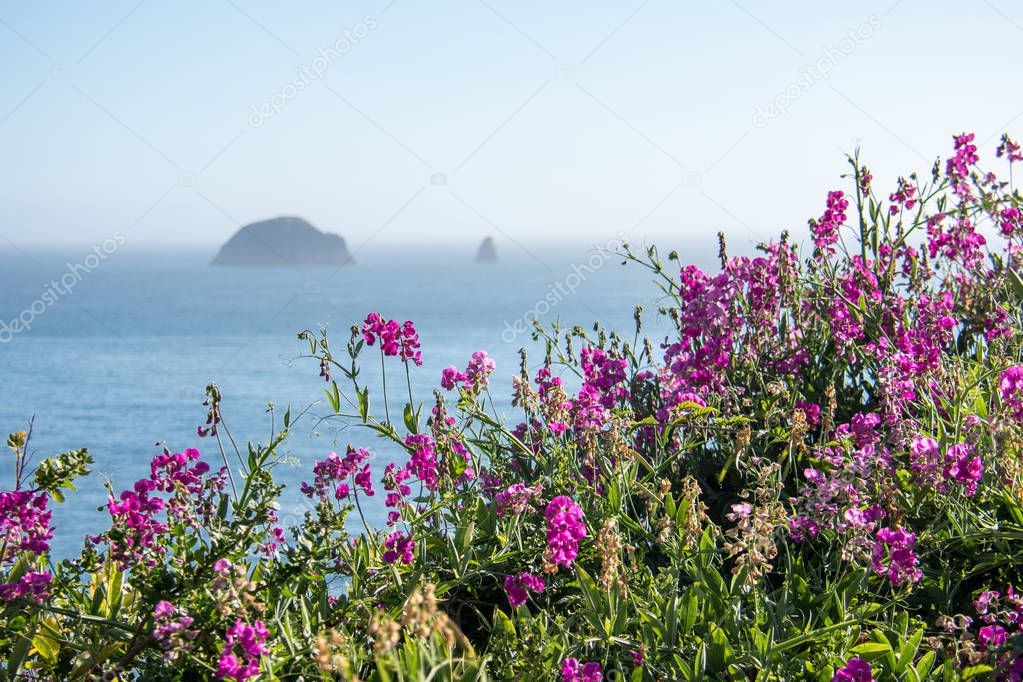 Purple pink wildflowers grow along the Oregon coastline on the Pacific Ocean, on highway US 101. Seastacks in the background