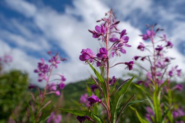 Fireweed wildflower in Alaska against a partly cloudy sunny sky clipart