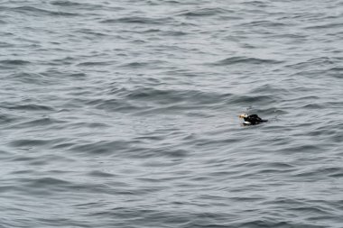 Vahşi martı kuşu diriliş Bay Alaska Kenai Fjords Milli Parkı'nda yüzme