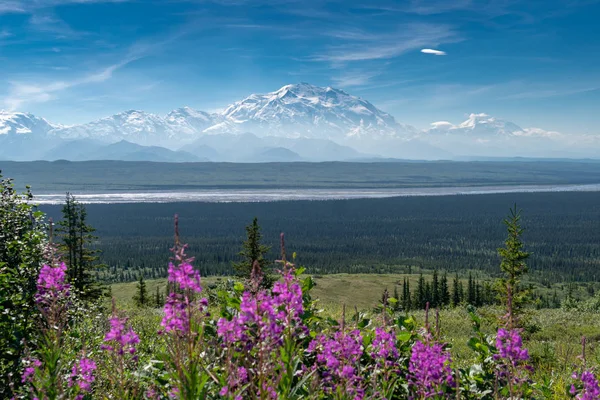 Duidelijk Zicht Denali Mckinley Nationaal Park Denali Alaska Met Wilgenroosje — Stockfoto