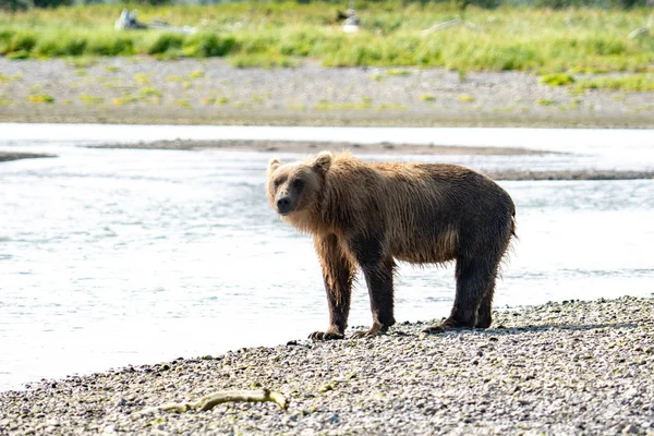 Oso Pardo Costero Alaska Busca Peces Grizzly Río Parque Nacional — Foto de Stock