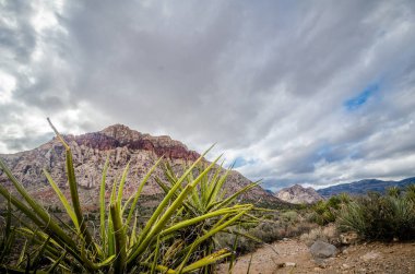 Güzel çöl agav bitkiler Red Rock Canyon koruma alanı sahne bir bulutlu yaz gününde ön planda