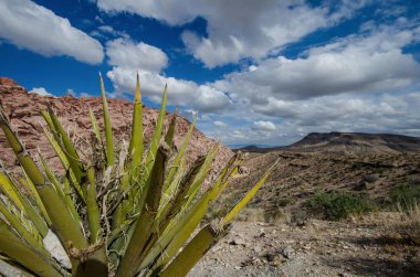 Agav çalı manzara Red Rock Canyon Ulusal Koruma alanı, ön planda