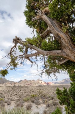 Ardıç ağacı, Red Rock Canyon Ulusal Koruma alanı çöl sahne doğal bir çerçeve sağlar.