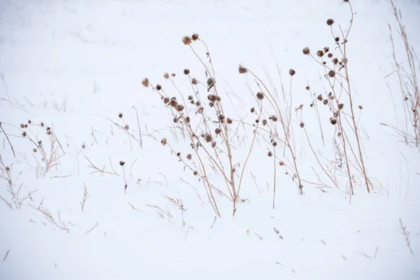 Kuolleet Ruohot Lumessa Keskilännessä Talvella — kuvapankkivalokuva