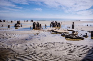 Dalgaların karaya attığı odun ve Güney Carolina avcılık Island State Park, Sahilde ölü ağaçlar