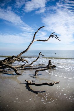 Dalgaların karaya attığı odun ve Güney Carolina avcılık Island State Park, Sahilde ölü ağaçlar
