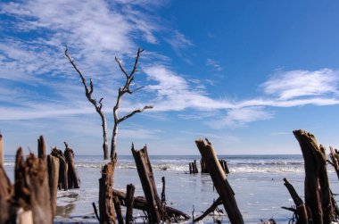 Dalgaların karaya attığı odun ve Güney Carolina avcılık Island State Park, Sahilde ölü ağaçlar