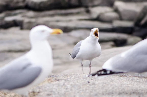 Flocks Seagulls Fight Squawk Food Atlantic Ocean Coast Maine — Stock Photo, Image