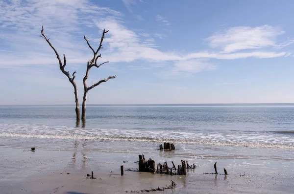 Driftwood Martwych Drzew Plaży Polowanie Island State Park South Carolina — Zdjęcie stockowe