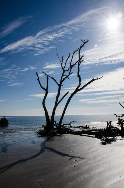 Palmetto trees on the beach and a calm Atlantic Ocean at Hunting Island State Park in South Carolina