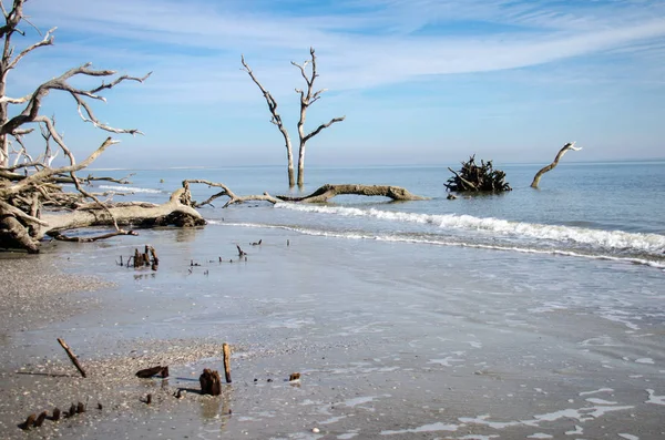 Driftwood Και Νεκρά Δέντρα Στην Παραλία Στο Κυνήγι Νησί Κρατικό — Φωτογραφία Αρχείου