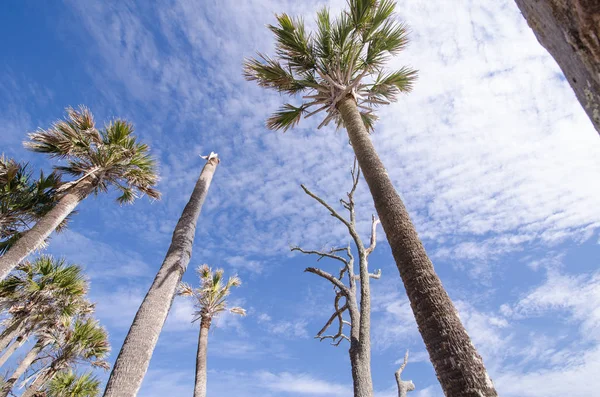 Palmetto Bomen Het Strand Een Rustige Atlantische Oceaan Bij Jacht — Stockfoto