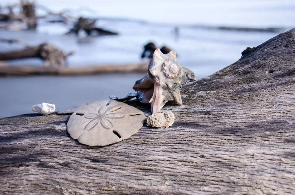 Seashell and sand dollar sit on a piece of driftwood on Hunting Island State Park in coastal South Carolina on a sunny day