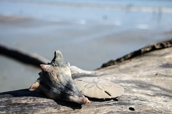 Seashell Dollar Sable Assis Sur Morceau Bois Flotté Sur Hunting — Photo