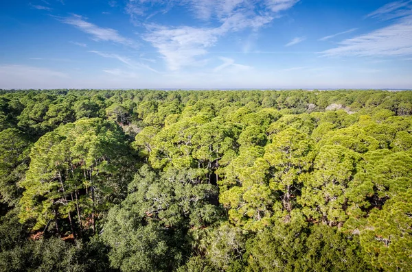 Bir orman ve yemyeşil ağaçlar avcılık Island State Park kıyı Güney Carolina içinde havadan görünümü