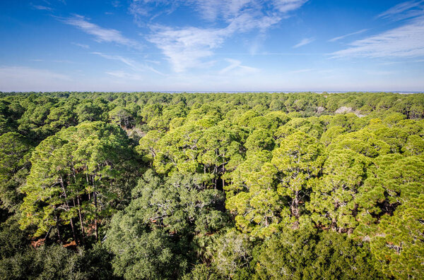 Вид с воздуха на лес и пышные деревья в парке Hunting Island State Park в прибрежной Южной Каролине

