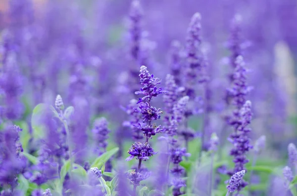 Mor aslanağızları ile ufuk arka plan bulanık