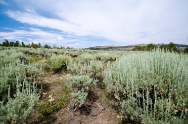 Yüksek çöl sagebrush ve katran ruhu çalıları aracılığıyla bir iz. Madenciler zevk Wyoming'de alınan