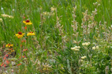 Güzel papatyalar ve diğer kır çiçekleri çiçek Wyoming çayır yaz
