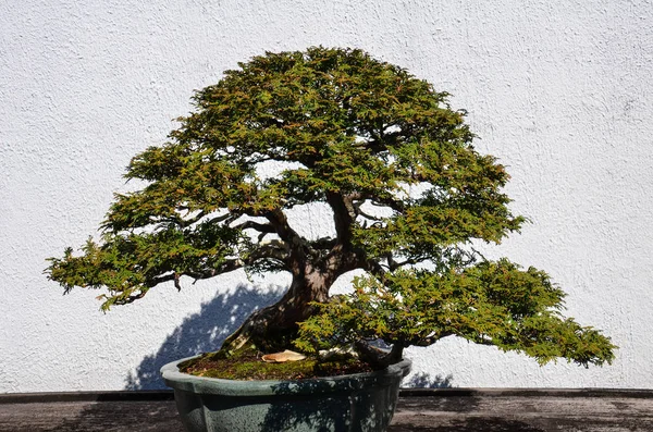 Bellissimo Albero Bonsai Contro Muro Cemento Bianco — Foto Stock