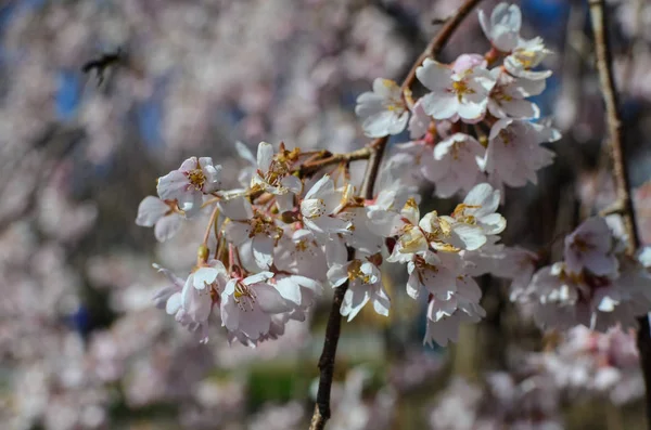 Pequeno Grupo Flores Cerejeira Floresce Uma Árvore Flor Cerejeira Foco — Fotografia de Stock