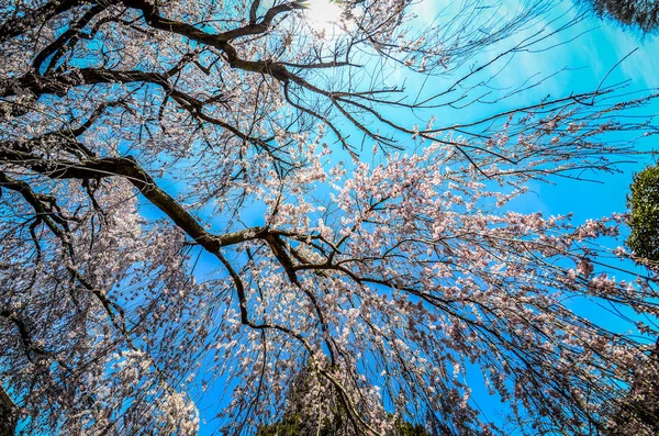Szeroki Kąt Widoku Płaczu Wiśni Kwiat Drzewo Patrząc Niebo Podjęte — Zdjęcie stockowe