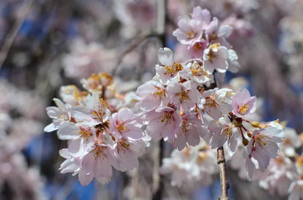 Pequeno Grupo Flores Cerejeira Floresce Uma Árvore Flor Cerejeira Foco — Fotografia de Stock