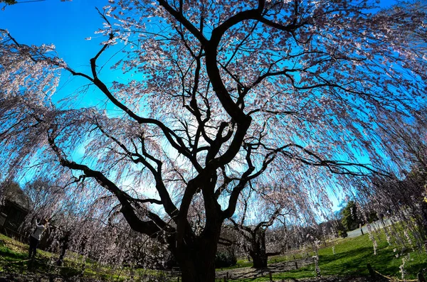 Bela Árvore Flor Cereja Chorando Arboreto Nacional Washington Primavera Fisheye — Fotografia de Stock