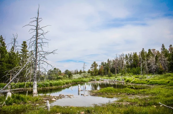 Sümpfe Und Sumpf Ländlichen Wyoming Der Nähe Der Geisterstadt Der — Stockfoto