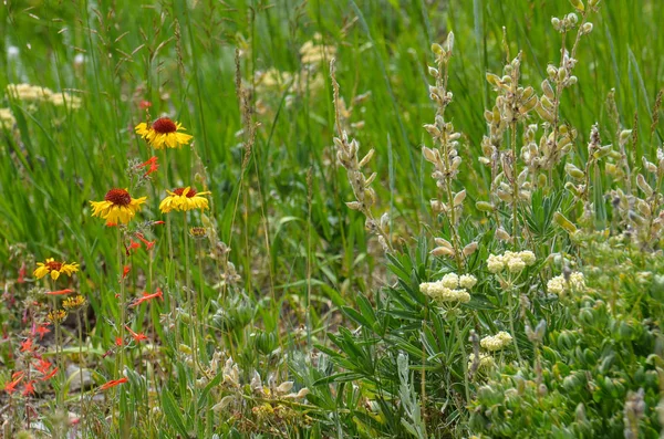 Güzel papatyalar ve diğer kır çiçekleri çiçek Wyoming çayır yaz