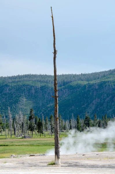 Ein Einzelner Baumstamm Steht Einem Geothermischen Geysir Yellowstone Nationalpark — Stockfoto